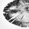 Lodge Pole Pine Tree Ring Print, Utah | Prints by Erik Linton. Item made of paper