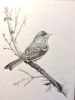 Purple Finch | Drawings by Maurice Dionne FINEART. Item made of paper