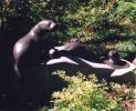 Otters | Public Sculptures by Jim Sardonis. Item composed of granite