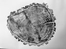 Douglass fir from Uinta Mountains in Utah. | Prints by Erik Linton. Item made of paper
