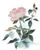 Rose Study No. 89 : Original Watercolor Painting | Paintings by Elizabeth Becker. Item made of paper compatible with boho and minimalism style