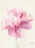 "Pink Peony" giclée canvas print | Paintings by Beverly Brown