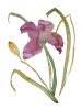 Lily No. 16 : Original Watercolor Painting | Paintings by Elizabeth Becker. Item made of paper compatible with boho and minimalism style