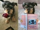 Commissioned Pet Portrait: Your pet photos turned to art | Digital Art in Art & Wall Decor by Ri Anderson. Item composed of paper