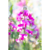 Photograph • Sweet Pea Pastels, Floral, PNW, Oregon, Macro | Photography by Honeycomb. Item made of metal with paper