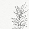 Pine Branch Sketch - Botanical Pen and Ink Illustration Art | Prints by Jennifer Lorton Art. Item composed of paper