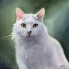 Custom Cat Portrait Paintings in Oil | Oil And Acrylic Painting in Paintings by Paws By Zann Pet Portraits. Item composed of canvas and synthetic