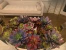 Custom Succulent Arrangements | Floral Arrangements by Fleurina Designs