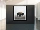 Be Here Bison | Photography by Alice Zilberberg | Toronto in Toronto. Item composed of paper