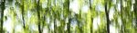 DreamLand_F1153_XL, forest panorama art | Photography by Rica Belna. Item composed of canvas & paper