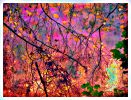 Autumn Light | Photography by Marc VanDermeer. Item composed of canvas and aluminum