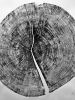 Yosemite | Prints by Erik Linton. Item made of paper works with rustic style