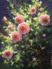My roses | Oil And Acrylic Painting in Paintings by Julia Lesnichy Art. Item composed of synthetic compatible with contemporary and traditional style