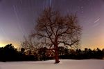 Black Walnut & North Star | Photography by Chris Becker. Item composed of paper