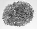 Tree Ring Print of Ash, 24x36 inches | Prints by Erik Linton. Item made of paper
