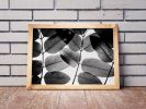 Experiments with Leaves II | Limited Edition Print | Photography by Tal Paz-Fridman | Limited Edition Photography. Item made of paper compatible with minimalism and contemporary style