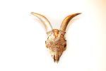 Gold Goat Skull with Lace and Swarovski Crystals | Ornament in Decorative Objects by Gypsy Mountain Skulls. Item in contemporary or country & farmhouse style