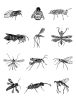 Terrestrial Arthropods | Prints by Chrysa Koukoura. Item made of paper compatible with traditional style