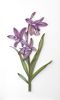 Large-scale Floral on-edge paper art | Wall Sculpture in Wall Hangings by JUDiTH+ROLFE. Item composed of paper in contemporary or modern style