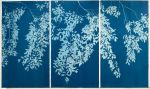 Chinese Elm Triptych (three 40 x 20" original cyanotypes) | Photography by Christine So