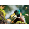 Photograph • Mallard, Ducks, Birds, Macro, Water Droplets | Photography by Honeycomb. Item composed of metal and paper