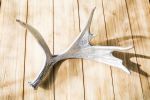 Moose Shed Accessories | Ornament in Decorative Objects by Gypsy Mountain Skulls. Item in contemporary or country & farmhouse style