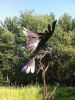 Osprey | Public Sculptures by Wendy Klemperer Art Inc. Item made of steel