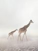 Go Giraffe | Photography by Alice Zilberberg. Item composed of paper