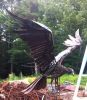 Osprey | Public Sculptures by Wendy Klemperer Art Inc. Item made of steel