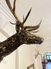 Level Up Your Game -ELK | Sculptures by KIRSTEN KAINZ | Bozeman, MT in Bozeman. Item made of metal works with contemporary & country & farmhouse style