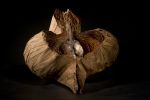 Sculpture Exhibition | Sculptures by Barbara Cooper | Perimeter Gallery in Chicago. Item composed of wood
