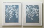 Gray Willow Diptych (Two framed hand-printed cyanotypes) | Photography by Christine So | Thomas Deans Fine Art in Atlanta