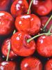 'Cherries' Original Oil Painting (SOLD) | Oil And Acrylic Painting in Paintings by Jenny Stewart's Fine Art. Item composed of canvas in contemporary or modern style