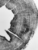 Iowa Oak. Original woodcut print on 24x36 inch Paper | Prints by Erik Linton. Item made of paper