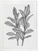 Rubbery Leaf - 1 & 2 - Black - Framed Art | Prints by Patricia Braune. Item composed of paper