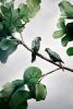 Comfort Me Conures | Photography by Alice Zilberberg. Item composed of paper