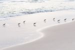 Minimalist beach photograph, 'Sanderlings' sandpiper print | Photography by PappasBland. Item made of paper compatible with minimalism and contemporary style