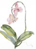 Orchid No. 9 : Original Watercolor Painting | Paintings by Elizabeth Beckerlily bouquet. Item composed of paper in minimalism or contemporary style