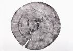 Set of 3 Tree - Cedar, Mulberry, and Pine | Prints by Erik Linton. Item made of paper