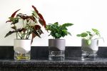 Kapi small anthracite | Planter in Vases & Vessels by Krafla | Krafla Studio in Kraków. Item composed of ceramic & glass compatible with minimalism and contemporary style