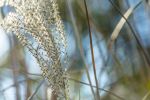 Pampas Grass in the autumn | Photography by Caroyl La Barge›. Item made of canvas with paper works with coastal & mediterranean style