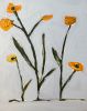 Sunflower Field I | Oil And Acrylic Painting in Paintings by Erin Donahue Tice Fine Art. Item made of canvas with synthetic