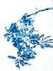Spring Madrone V (30 x 22" cyanotype painting on paper) | Watercolor Painting in Paintings by Christine So. Item made of paper works with boho & country & farmhouse style