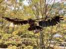 Nesting Eagles | Public Sculptures by Wendy Klemperer Art Inc | VINS Nature Center in Hartford. Item made of steel