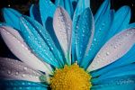 Chrysanthemum and Vibrance | Photography by Vanessa Thomas | Bank of America Mortgage in Pleasanton. Item made of paper