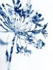 Delft Agapanthus 4 (18 x 24" painting-cyanotype hybrid) | Watercolor Painting in Paintings by Christine So