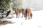 Winter Horses | Photography by Lu Anne Tyrrell Art +. Item made of paper