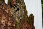 Nemoral Peak | Decorative Objects by Raulferc