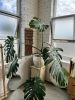 Waterfall | Macrame Wall Hanging in Wall Hangings by Maryanne Moodie. Item made of fiber