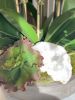 Silk Orchid Arrangement | Floral Arrangements by Fleurina Designs